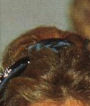 THYSSEN Jewels Important Ruby Jewelry|Tita Baronin von Thyssen-Bornemisza |Reina Mara Cristina thyssen,baronen thyssen,stomacher,thyssen,Reina Mara Cristina 
Brosche,Brooch,Geschenk,treasure trove,jewel,schmuck,Geschenke,diamant,diamonds,jewels,passion,collector of fine jewellery,Besitz,jewelry,necklace,Schmucksammlungen,Juwelensammlerin,gift,gifts,collecting,brillants anciens, pierres de couleur,THYSSEN Jewels Important Ruby Jewelry|Tita Baronin von Thyssen-Bornemisza |Reina Mara Cristina