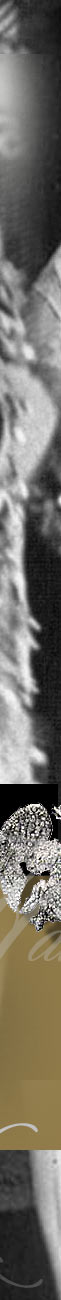 Isabelle d'Orlans Princesse de France | Countess Bruno d'Harcourt| Royal Wedding Jewels History | Mariage Princier