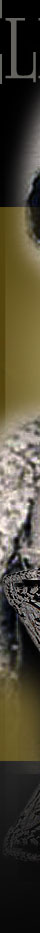 Elizabeth Drexel Lehr| Belle Epoque Diamond Tiara Gilded Age Dollarprincess Scrollwork Diadem  England Aristocratic Noble Jewel History Lady Decies Diadem|Diamond Garland Tiara|Cartier Diamond Wreath Diadem Mrs.Lehr|Decies Diadem| England Aristocratic Noble Jewel History noble,jewelry, marriage,diamants,diamonds,diadem,diademe,diademes,Elizabeth de la Poer Beresford Drexel,1917,greatjewellery collectors,Jewel,diamant,cartier tiara,historic jewelry,nobles tiara,diamondtiara,wedding,bride,bridal,royal gifts,royal presents,aristocratic tiaras,art deco tiara,cartiertiara,decies diadem