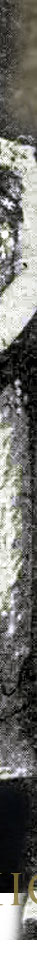 Marchioness of Willingdon|Vicereine of India| Diamond Pearl Tiara|British Noble Aristocratic Tiaras Royal Jewel History diamond pearl tiara,marchioness of willingdon,Countess,viscountess willingdon,jewelry,vicereine of india,festoon tiara,tiara of 2 vicereines,diamants,diamonds,diadem,diademe,diademes,high diamond tiara,pearl and diamond diadem,Jewel,diamant,relezas,historic jewelry,festoon,ornament,diamonds,wedding,bride,bridal,royalweddings,royalwedding,bridaljewels,coronation,marchioness,marquesses,wedding,marriage,nobles,aristo,britishroyal jewels,royals,royal family germany,royals,festoon tiara,pearl tiara,pearl diamond tiara,festoon diamond diadem,,british aristocraty,royal tiaras,royaltiara,,diamond festoon diademe,diamond festoon diademas,diamond,joyas,festoon tiara,duchess grafton tiara,verulam tiara,willingdon pearl and diamond tiara,lady smith,duchess tiaras,countess,verulam,lady verulam,