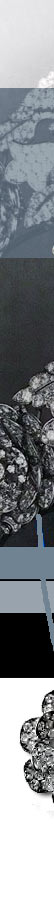 The Diamond Tiara in orginal, with The Queen's Nizam of Hyderabad Rose Brooches| Queen Elizabeth II Royal Wedding Gift| Royal Jewel History| Cartier cartier tiara, tiara with the nizam of hyderabad rose brooch,royal the nizam of hyderabad rose brooches,queen elizabethII, platinum jubilee,cartier brooches,cartier brooch, present from the Nizam of Hyderabad,Queen Elizabeth II,british,england,royal wedding,princess elizabeth,birthday present,wedding present,wedding gift,marriage present,marrige gift,Gift,diamond rose brooch,rose brooch,brooch,,pin,royal jewels,rose bude Diadem,rose flower Tiara,Schmuck,royals,royal jewels,diamant,diamonds,kaufe,krone,diademe,british royals,royalty,royalfamily,kaufen,verkaufen,history,corbeille de mariage,cadeau,cadeaux,royale