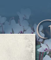 Eine weiteres rares Objekt des berhmten St Petersburger Juweliers Faberge.

          Zehn Zyklamen, mit Brillanten und Diamantrosen besetzt, sind verbunden durch ein diamantbesetztes Band das unterhalb der Blten und Blttern eine Schlaufe bildet. Ein seltenes Beispiel eines aufwendigen Jugendstilschmuckstcks Faberge`s, ausgefhrt von Werkmeister Albert Holmstrm

          Es sind zwei elegante Zeichnungen desselben Objektes vorhanden sie geben einen besonders romantischen Gegenstand wieder, der aus der Reihe von Alpenveilchenblten und -blttern aus Brillanten und Diamantrosen in Silber- und Goldfassungen besteht. Der Aqarellierte Entwurf zeigt, das das Modell als Diadem oder als beweglicher Halsschmuck, ohne dem Rahmen, getragen werden kann.
          Es ist nicht bekannt wann diese Objekt in die Collection gekommen ist