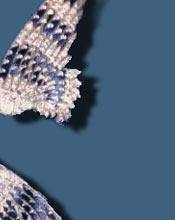 Chaumet Diamond Wings Tiara  - Valkyrie's Wings| Duke of Westminster