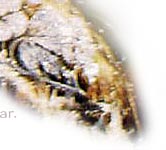 Woodbine Tiara| Bl�ten-Diadem des Hannover Schatzes| Diamant-Tiara mit Geissblatt-Bl�ten| Royal Imperial Diademe Honeysuckle Hanover | Princess of Hannover brooche bouquet splendeurs imperiales| Royal Diamond Jewel Crowns Tiaras Schmuck Juwelen Geschichte - k�niglicher Schmuck Juwelen |  history story of jewelry 