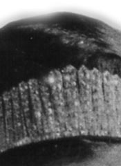 Princess Charlotte of Monaco wearing the 