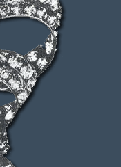 Die Schleifenbrosche ist Teil

der Crown Parure. Die Brosche

aus dem 18.Jahrhundert, wurde aus Orden

und anderen Schleifenbroschen(aus den Familienjuwelen)

zusammengestellt. Wilhelmina von Preussen, die Mutter

von K�nig WillemI. trug eine solche am Band um den Hals.

Einige der Steine stammen von Friedrich Heinrich und

Amalia von Solms, sowie aus dem 17.Jahrhundert.